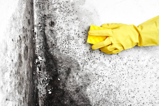 Certified Mold Removal in St Albans, WV