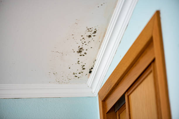 Best Residential Mold Removal  in St Albans, WV