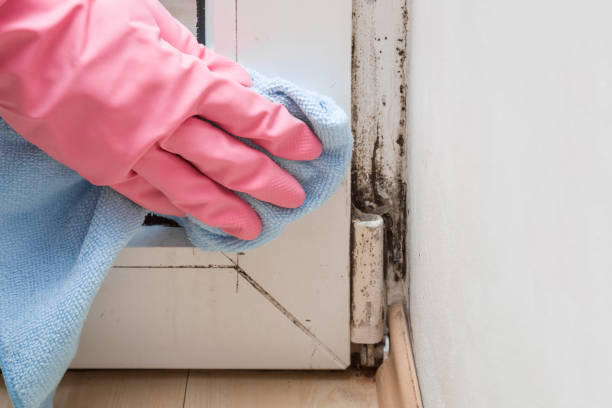 Best Mold Removal Process  in St Albans, WV