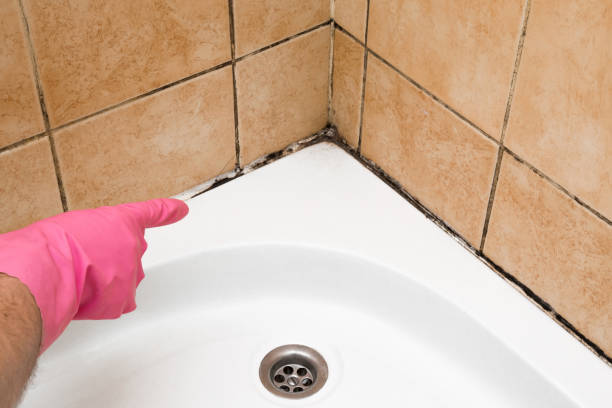 Office Mold Removal Services in St Albans, WV